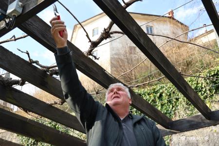 Rez kamniške potomke najstarejše vinske trte (6)